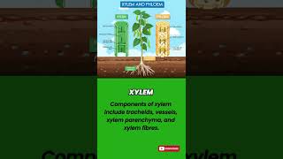 Xylem vs Phloem  Key Differences in PlantTransport Systems Explained bio facts [upl. by Dorsman]