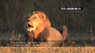 Lion Roaring HD wild deep and LOUD [upl. by Ogg78]