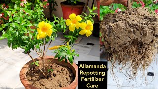 Allamanda plant care n repotting Organic liquid fertilizer monsoon flowering plant [upl. by Marijane498]