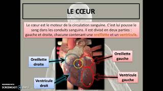 Cours 24  Le système circulatoire [upl. by Adnomal]