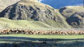 Deer stampede in Mt Aspiring national park NZ [upl. by Tohcnarf]