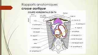 7  Aorte et Artère pulmonaire 2 [upl. by Nonnad]