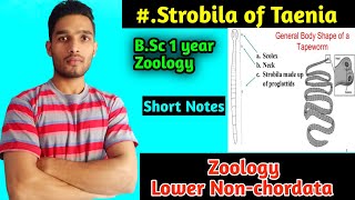 Strobila of Taenia short notes  B Sc 1 year Zoology Lower nonchordata [upl. by Compte]