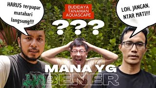 TUTORIAL PARA SUHU BIKIN BINGUNG⁉️SINI KITA BAHAS‼️ MERAWAT AQUATICPLANT EMERSED  PART 2 [upl. by Aerdnael305]