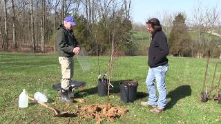 HowTo Plant an Apple Tree Everything you need to know [upl. by Anurag]