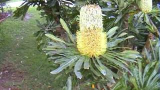 Banksia serrata [upl. by Cunningham]