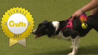 Flyball  Team Finals  Crufts 2017 [upl. by Aloysia]