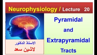 Motor systempyramidal and Extrapyramidal tractsLashin Saad [upl. by Soble]