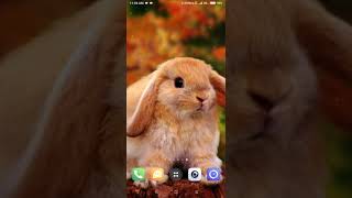 rabbit live wallpaper [upl. by Harehs]