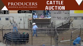 5232024  Producers Livestock Auction Company  Cattle Auction [upl. by Lysander903]