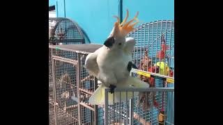 Snowball Pet Cockatoo ❤️ Big Dance Moves to Impress 😍🎶🤓😂😂🦜 [upl. by Melisenda145]