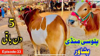 Palosi Mandi Peshawar 2023 latest updates  5 din baaqi  Maweshi Mandi Peshawar  MMP Epi33 [upl. by Nrubyar213]