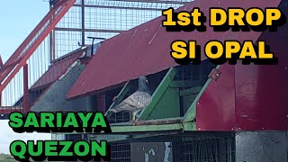 SARIAYA QUEZON NAUNA NGAYON SI OPAL RARE COLOR RACING PIGEON [upl. by Enomaj97]