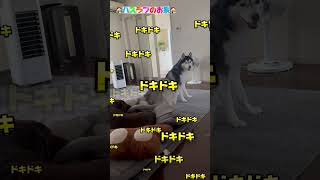 husky family life 大型犬多頭飼いの家でおやつを隠すとこうなる⁉️ shorts シベリアンハスキー dog [upl. by Ennayelsel602]