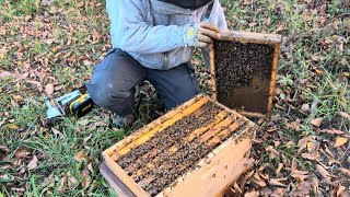 Prepping the 6 Frame Overwintered Nucs [upl. by Laehctim]