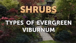 Types of Evergreen Viburnum [upl. by Yasnil]