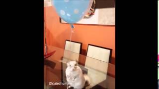 Cutechumlee  Tuti The Chinchilla Balloon  fly away my ballon [upl. by Cecilla129]