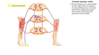 Flexor reflex amp Crossed extensor reflex [upl. by Eraste]