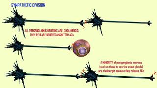 cholinergic vs adrenergic neurons in the ANS [upl. by Alacim]