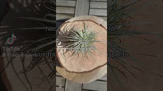 Tillandsia Tectorum tillandsia mipatiohuerto jardin flores plantas [upl. by Amabil1]