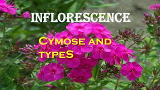 Inflorescence  Part 2  Cymose inflorescence and type [upl. by Junna]