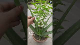 5 special plant for home  plant lover gardening [upl. by Blinni66]