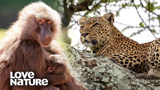 Leopard Climbs Tree to Attack Baboons by Night  Love Nature [upl. by Wyndham909]