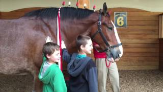 Budweiser Clydesdales visit Charles Town [upl. by Sergius]