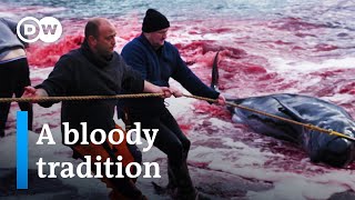 Whale hunting in the Faroe Islands  DW Documentary [upl. by Ewell]