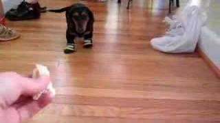 Hysterical Dachshund walking with booties [upl. by Demp]