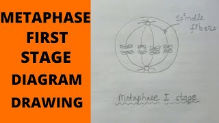 Metaphase 1 Stage  How to Draw Metaphase 1 Stages of Meiosis  What is MetaphaseMetaphase 1 Stage [upl. by Kenelm]