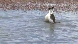 Hooded Grebe courtship dance rare footage from quotTango in the Windquot [upl. by Ingaborg]