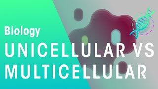 Unicellular vs Multicellular  Cells  Biology  FuseSchool [upl. by Nguyen]