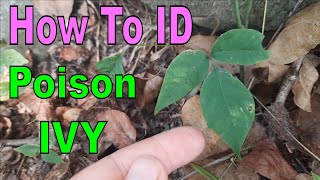 How to Identify Poison Ivy Toxicodendron radicans [upl. by Kynthia589]