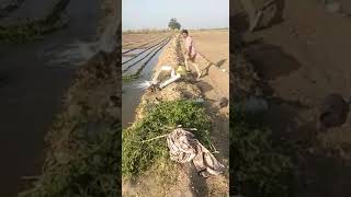 Furrow irrigation method  ધોરીયા પિયત પદ્ધતિ [upl. by Moshell]