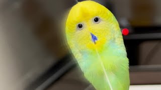 セキセイインコのきじさん🦜budgie🦜นกหงส์หยก [upl. by Nosiaj]