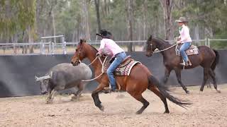 Dalby Stockhorse Sale 24 Armada Convict Lot 94 [upl. by Kiker]