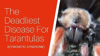 The Deadliest Disease For Tarantulas – Dyskinetic Syndrome DKS [upl. by Ellehsyt334]