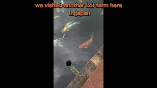 koi farm visit in japan [upl. by Godiva]