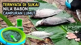 TERBUKTI AMPUH  CAMPURAN LUMUT INI UNTUK UMPAN MANCING IKAN NILA [upl. by Leirud]