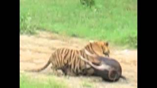 Tiger kills Cow [upl. by Frear241]