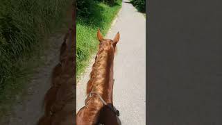 Toller Ausritt 🥰 horse [upl. by Blader]