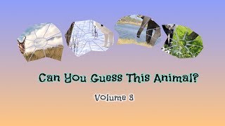 Can You Guess This Animal Volume 3  Wilbooks [upl. by Hollington160]