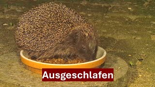 Mein erster Igel Paul nach dem Winterschlaf zurück böse Überraschung Nr 167 1724032024 [upl. by Abbottson]