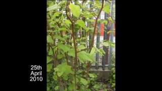 IVMs Japanese Knotweed Rapid Growth Video 1 [upl. by Mcquillin]