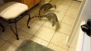 Pet Spotted Genets Khira and Casper Playing in the House [upl. by Henden477]