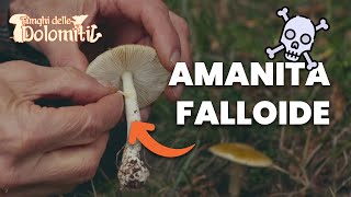 Funghi delle Dolomiti 🍄  E9 Tignosa verdognola VELENOSO MORTALE [upl. by Bronez]