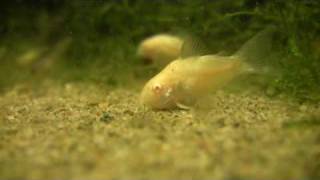 Corydoras aeneus The albino cory [upl. by Idnem]