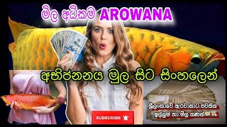 ඇරවානා අභිජනනය කරලා සල්ලි හොයමුද😱💵😱 Lets earn money by breeding Aravanas…fish viral [upl. by Strohben602]