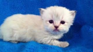 Michael  Seal Lynx Point Himalayan Kitten from Daphnes Dolls Cattery [upl. by Adnowal]